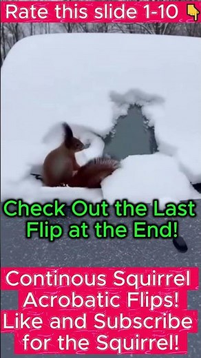 Intelligent Squirrel Flip Side Trick in Snow: You Won't Expect This! (PART 2)