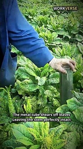 How Farmers Rapidly Clear Plant Stems