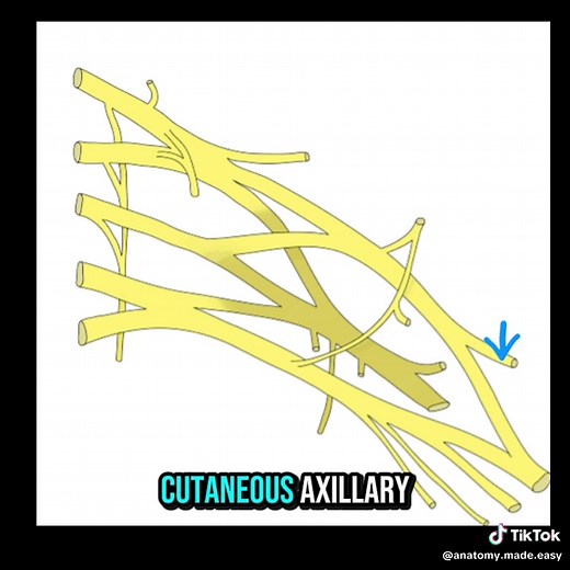 Understanding the Brachial Plexus Anatomy
