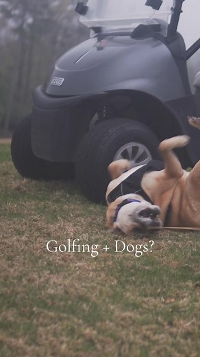 Golf Dogs = The Perfect Day! 🐾⛳️ Don't miss Tee Off for Tails at Château Élan Golf Club on Thursday, May 15th (9 AM start)! Enjoy a fantastic golf tournament while supporting our furry friends. Tickets are limited – grab yours now before they're gone! Quick Details: 🗓️ Date: May 15th ⏰ Time: 7 AM - 4 PM 📍 Location: Chateau Elan Golf Course 🏌️ Starting Time: 9 AM Get your tickets before it's too late: https://secure.qgiv.com/for/teeofffortails/event/teeofffortails2025registration/ --- Golf Pe