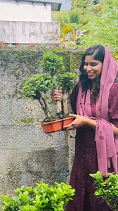 #8921939101 #bonsai #bonsais #bonasaitree #bonsái #bonsái #bonsaiworld #bonsaigarden #bonsaiindonesia #bonsaiart #bonsailovers #homegarden #plants #garden #kerala #garden #anthurium #foliage #gloriousum #gloriousum #syngonium #giveawayalert | 𝗛𝗶𝗱𝗮𝘆𝗮'𝘀 𝗛𝗼𝗺𝗲 𝗚𝗮𝗿𝗱𝗲𝗻 - 𝚑𝚊𝚜𝚎𝚎𝚗𝚊 𝚓𝚊𝚋𝚋𝚊𝚛