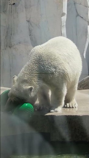 Eisbär Mika ist der große Publikumsliebling im Zoo Karlsruhe #Eisbär Mika #Zoo Karlsruhe
