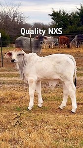 Quality NXS. Not just quality — quality in excess. Quick update on Cucotoo. He continues to develop exactly the way we envisioned when this mating was planned. Power, balance, and functionality showing up more every day. This is what happens when you stay disciplined, stack the right genetics, and let them work. Breed forward. Keep the quality up. | Butler Polled Brahmans