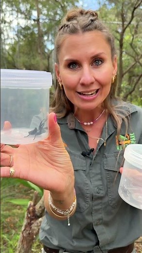 Mouse Spider vs Funnel-web | Australian Reptile Park
