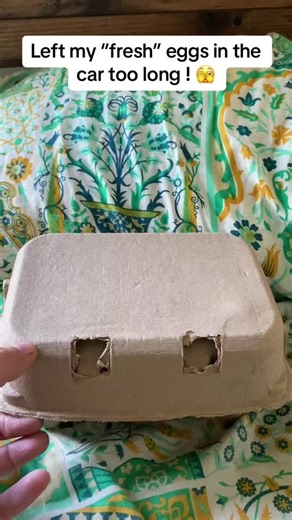 #chicks #chick #spring #chicken