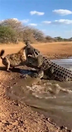 Hyena vs Warthog The Crocodile is actual Hunter