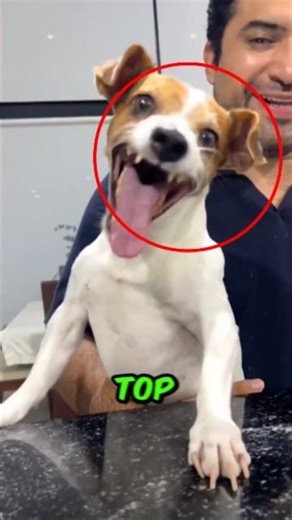 These Dogs Are SMILING Like Humans 😭🐶 (One Is Literally LAUGHING!)