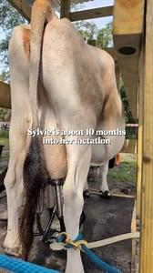Using our milking machine for the once a day milking of our family dairy cow 🐮 Sylvie is 43" tall & and is a (mid sized) mini Jersey dairy cow. She is about 10 months into lactation, her calf weaned about two months ago, and she gives about 1.5 to 2 gallons of milk right now 😊 . . #dairycows #milkcow #dairygoats #homesteading #farmlife #slowliving #countryliving #minicow | Reformed Acres