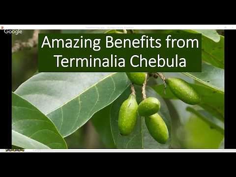 Terminalia chebula health benefits
