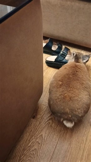 Rex the bunny had a bad day… and the slippers paid the price 🐰😤
