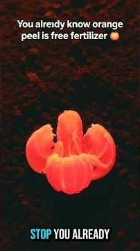 3 Orange Peel Secrets Nobody Tells You — Your Garden Needs These Now 🍊 #diygardening #gardenhacks