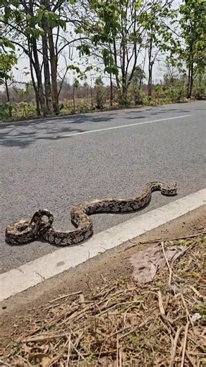 Looking for a 20 foot python!😱 #reptiles#snake#wildlife#animals#python#florida#alligator#shorts#cute