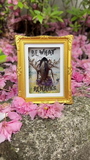 Replying to @Idk I WORE GLOVES AND HE CHILLED IN ALCOHOL FOR DAYS so don’t start. btw he was DED ded, like big-time crispy. This is who i am as a person, you can’t change me #taxidermy #insecttaxidermy #shadowbox #insects #diy