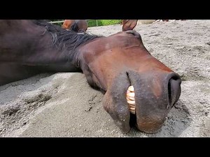 Some Very Serious Horsey Snoring Going On Here...