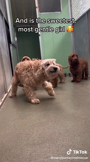 Meet October: The Smiling Cockapoo Looking for a Loving Home