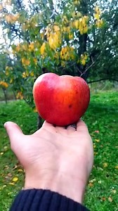 733K views · 43K reactions | Amazing apple's  | Enjoy the best life | Facebook