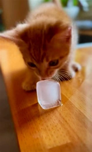 Dropped an ice cube on the floor and she went crazy🤣#catlife #kittenlove #funnyreel #catlaughs