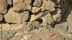 Baby chipmunk running on the rocks.
