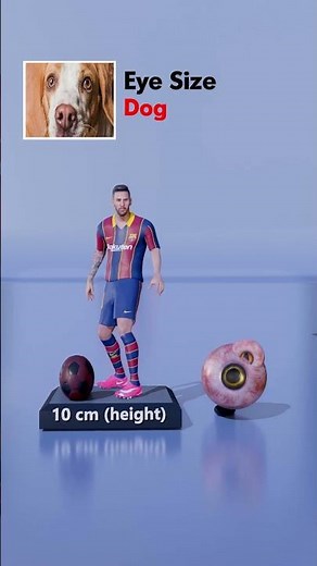 How Big Is a Blue Whale’s Eye Compared to an Ant?