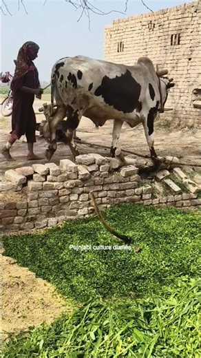 Traditional Chaff Cutter Machine Working #shortsreels #ytshort #shorts