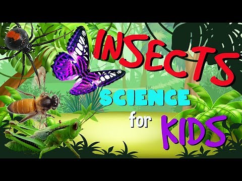 Learn Insects and Arachnids | Science for Kids