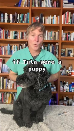 89K views · 2K reactions | As a vet what vaccines I give and NEVER give my dog. Comment "ebook" to get a copy of Dr Jones' free book sent to you⬇️ #dogvaccination #vaccine #doghealth #vaccinesideeffect | Dr. Andrew Jones - Veterinary Secrets | Facebook