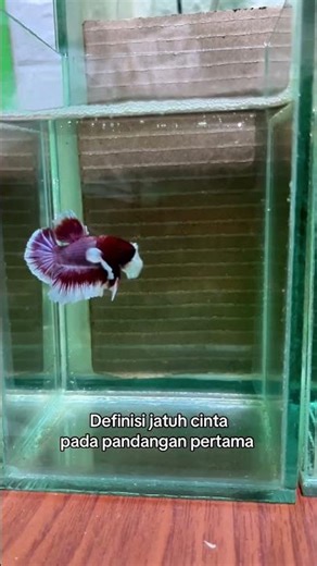 Beli cupang yang cantik cantik di mana lagi ya ?