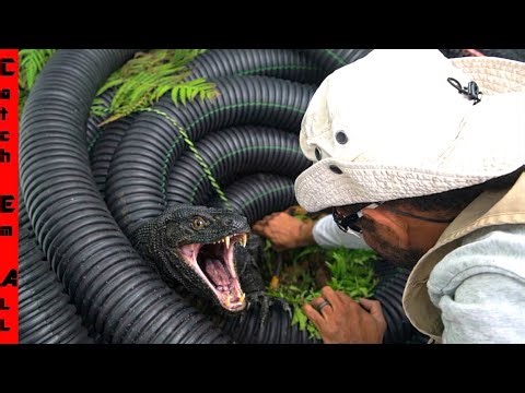 We FOUND them NESTING in My HOUSE! **Searching for Warmth**