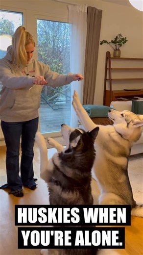 Sixty Formula on Instagram: "When you’re alone with your husky… #husky #huskies #siberianhusky #siberianhuskies #huskiesofinsta #huskiesofig #huskyworld #malamute #dogs #puppies #snowdogs #huskydog #huskydogs #snowdogs #wolfdog #wolfdogs #huskyreels #huskyvideos"