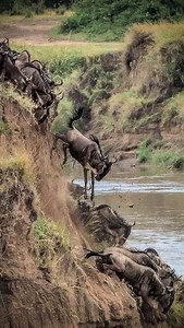The Great Wildebeest Migration nature’s most breathtaking movement on earth. 🐃 Watch thousands of wildebeests and zebras cross the Mara River in a dramatic fight for survival, surrounded by predators and raw wilderness. Experience it all with our 6 Days Wildebeest Migration Safari, flying straight into the Northern Serengeti for front row access to this incredible spectacle. Package highlights: ✈️ Fly-in to Northern Serengeti 🦁 Daily game drives along the Mara River 🏕️ Luxury tented camps nea