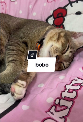 Bobo the Cat: Cute Cat Video for Cat Lovers