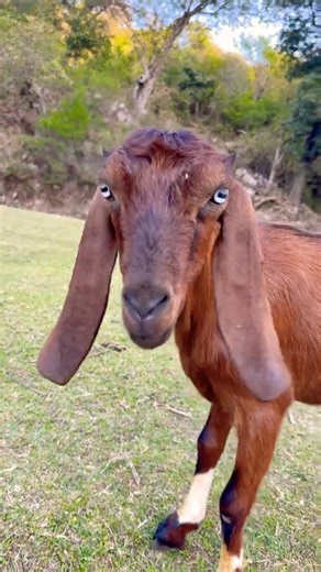 Hungry Goat Searching Food in Mountains 🐐⛰️🌿 | Mountain Wildlife Video #goat #goats