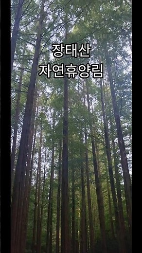 장태산자연휴양림#휴양림#대전#korea #여행 #travel #국내여행#숲#한국의맛 #헌국여행#대전여행지