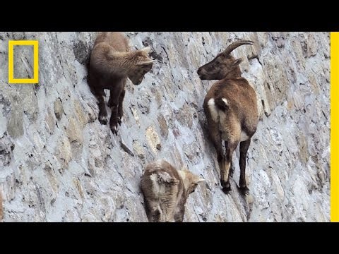 Goats climb near-vertical rock face.