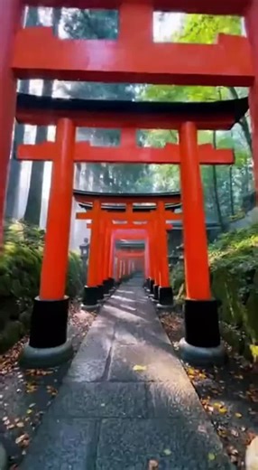 #japan #fushimiinarishrine #fushimiinari #nature