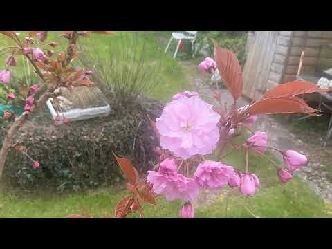 Star wars battlefront 2