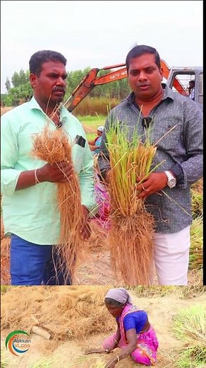 Discover the EASY WAY to Grow Vetiver for Beginners