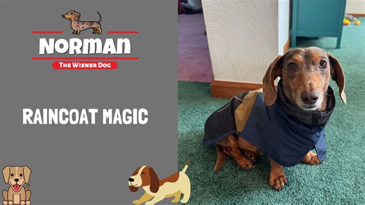 Raincoat Magic 🪄 Raindrops don't stand a chance against my style 💧🧥 Maybe next time mom snaps her fingers she can have a treat in her hand? 🤣 | Norman The Wiener Dog