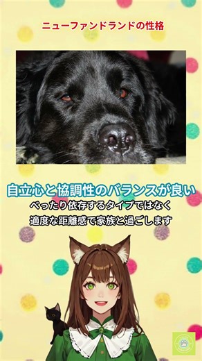【ニューファンドランド】見た目とのギャップが凄すぎる!!本編では更に詳しく解説しています。 #犬 #ニューファンドランド #わんこラボ #超大型犬