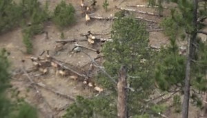 3.6K views · 77 reactions | Full hunt video linked below! ⬇️⬇️ THE SPRINT! LATE SEASON ELK HUNT! S6:EP17 https://youtu.be/4ZA8alOPDiA #buckstormsd #buckstormhunts #buckstorm #elkhunting #elk #elkseason #bullelk #bulldown #hunting #perfectshot #hunt | Buckstorm | Facebook