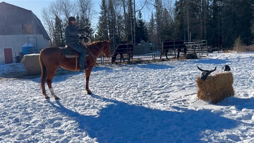 Some roping practice! Coiling up the rope takes more time than throwing a loop. It’s a good lesson in patience for the horse to stand still while the rider organizes his coils. | North Winds Farm