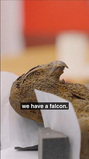 Packing animal mummies for CT scanning