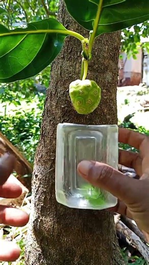 how to graft fruit so it grows quickly #plants #shorts