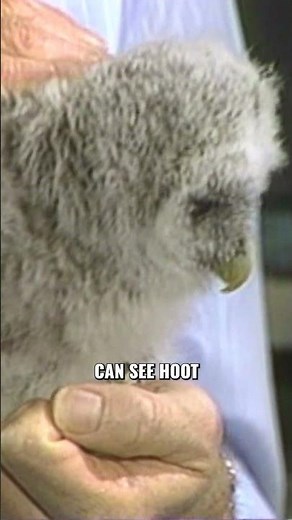 A tree for Hoot the owl with Doug Hallgren #paintingtutorial #art #bobross