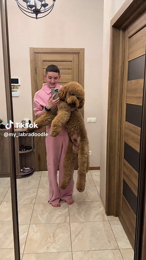 Explore the Delightful World of Labradoodles