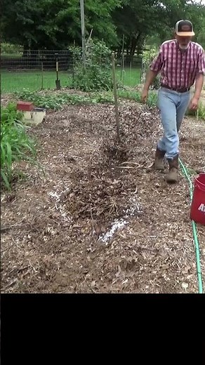 Shredded paper works good as a mulch #garden #growyourownfood