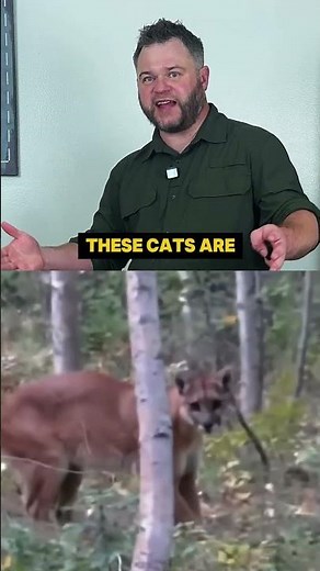 Never Run from a Mountain Lion