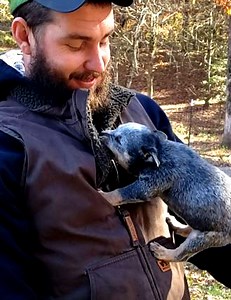 Diese Australian Cattle Dog-Welpen sind für ihre Dynamik und ihren Bewegungsdrang bekannt und haben ihre eigene Art, ihre Zuneigung zu zeigen! | KlickDasVideo