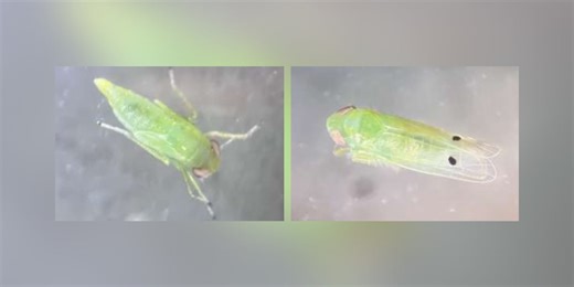 New pest threatens Georgia cotton, could impact consumers