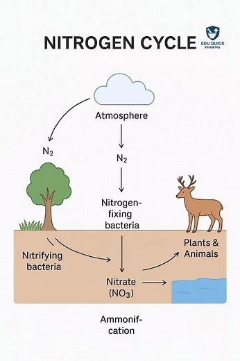 Nitrogen Cycle Full Explanation in 5 Minutes | Class 11 & 12 Biology | Exam Guaranteed Question" ll